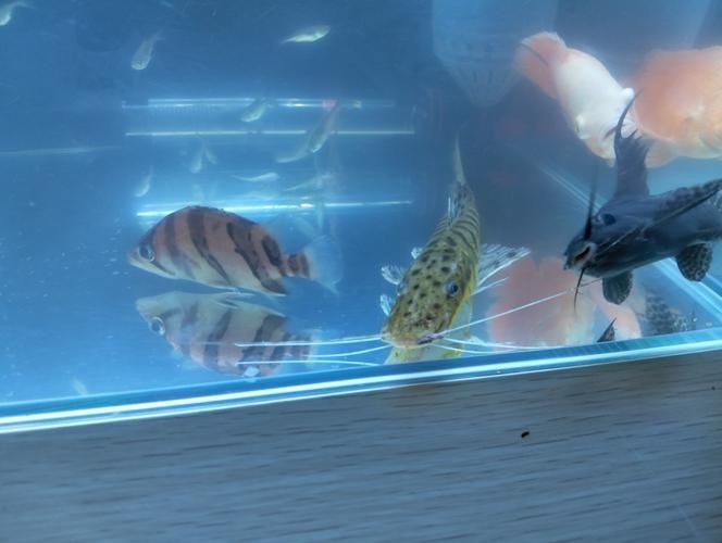 虎魚6紋位置圖【虎魚6紋位置圖主要展示了虎魚身上獨特的六道紋路】 虎魚6紋位置圖【虎魚6紋位置圖主要展示了虎魚身上獨特的六道紋路】 龍魚論壇 第23張