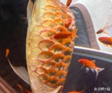 養了十幾年的龍魚死了【養了十幾年的龍魚死了[emoji]2728[/emoji]】 養了十幾年的龍魚死了【養了十幾年的龍魚死了[emoji]2728[/emoji]】 龍魚論壇 第1張
