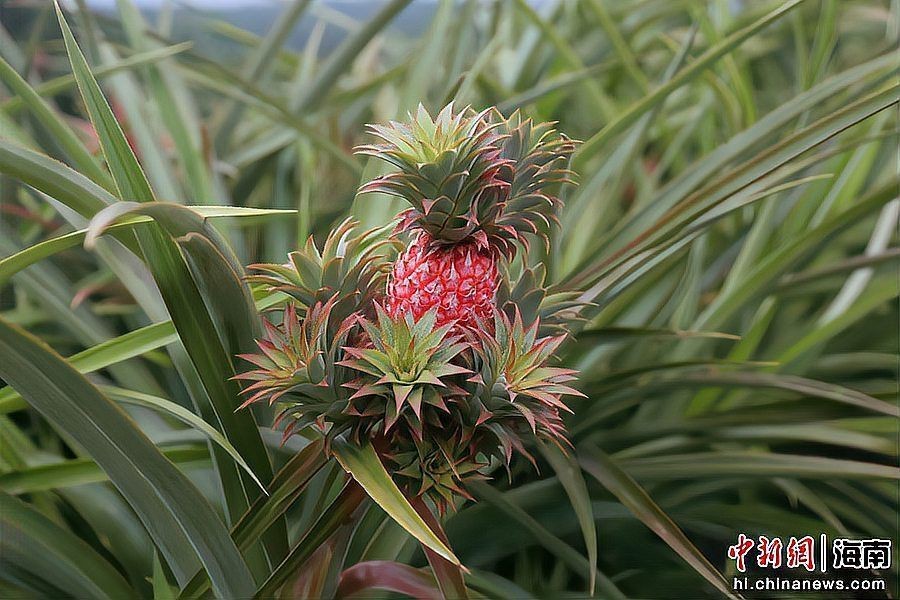 紅菠蘿【紅菠蘿在果園中的獨特風味尤為獨特的紅菠蘿在果園中的獨特模樣】