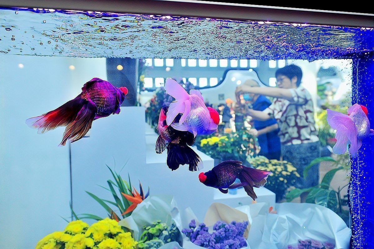 雷龍魚可以和七彩神仙魚混養嗎【雷龍魚與七彩神仙魚混養需謹慎】