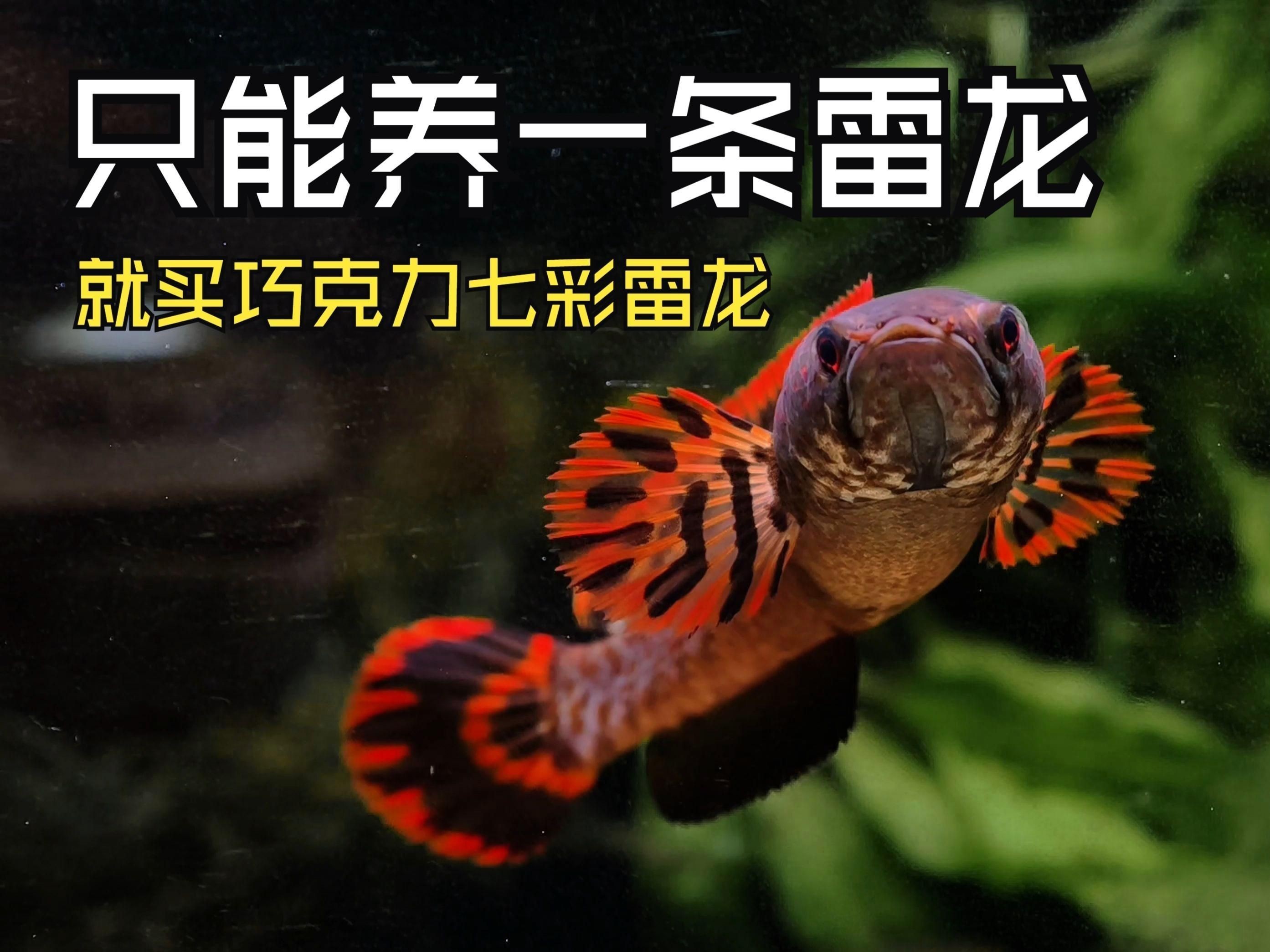 雷龍魚可以和七彩神仙魚混養嗎【雷龍魚與七彩神仙魚混養需謹慎】