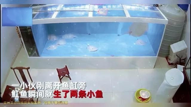 魟魚生小魚視頻