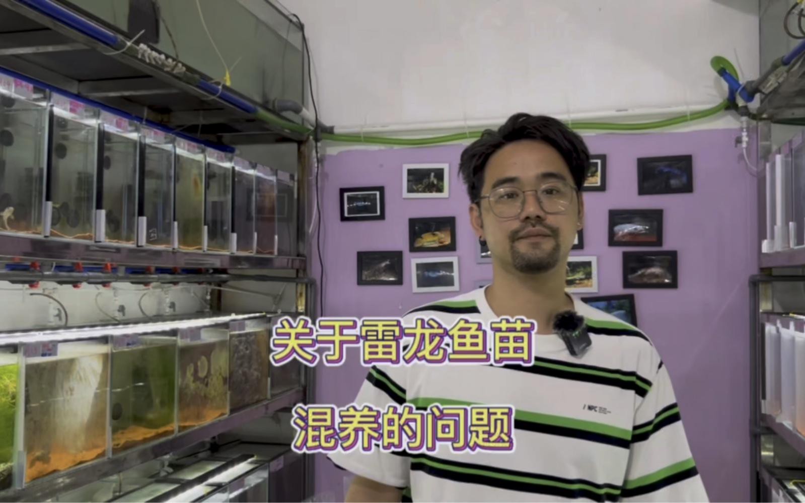 混養雷龍魚需要多大的魚缸？【混養雷龍魚需要多大的缸】 混養雷龍魚需要多大的魚缸？【混養雷龍魚需要多大的缸】 龍魚百科 第6張