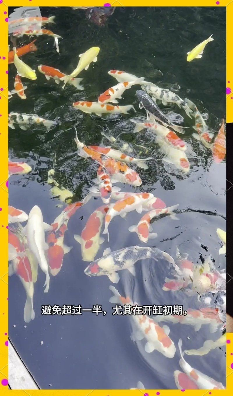 錦鯉換水三大忌【錦鯉換水三忌】