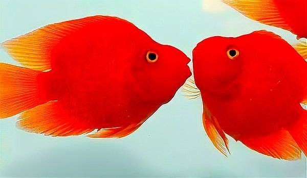 紅財神魚全圖【《紅財神魚全圖》】 龍魚論壇 第1張 紅財神魚全圖【《紅財神魚全圖》】 紅財神魚全圖【《紅財神魚全圖》】 龍魚論壇 第1張