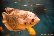 紅財神魚全圖【《紅財神魚全圖》】 龍魚論壇 第3張 紅財神魚全圖【《紅財神魚全圖》】 紅財神魚全圖【《紅財神魚全圖》】 龍魚論壇 第3張