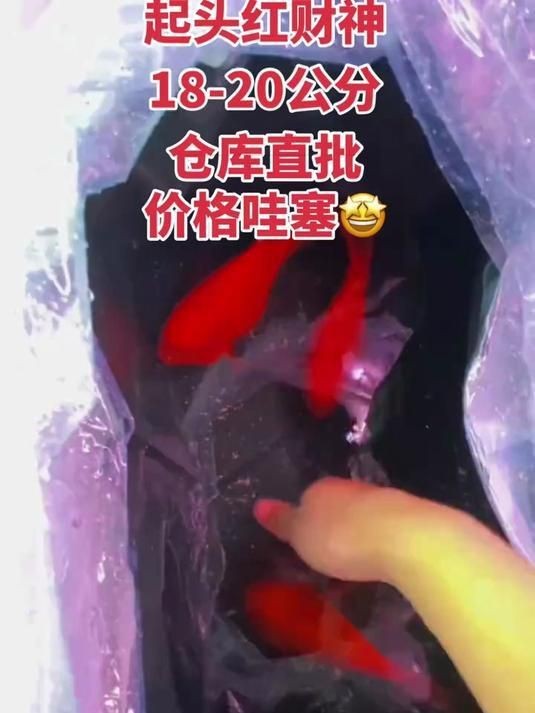 紅財神魚全圖【《紅財神魚全圖》】 龍魚論壇 第7張 紅財神魚全圖【《紅財神魚全圖》】 紅財神魚全圖【《紅財神魚全圖》】 龍魚論壇 第7張