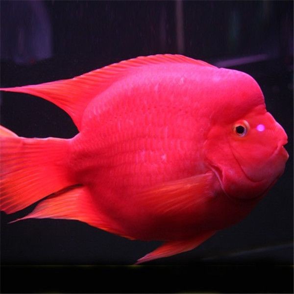 紅財神魚全圖【《紅財神魚全圖》】 龍魚論壇 第8張 紅財神魚全圖【《紅財神魚全圖》】 紅財神魚全圖【《紅財神魚全圖》】 龍魚論壇 第8張