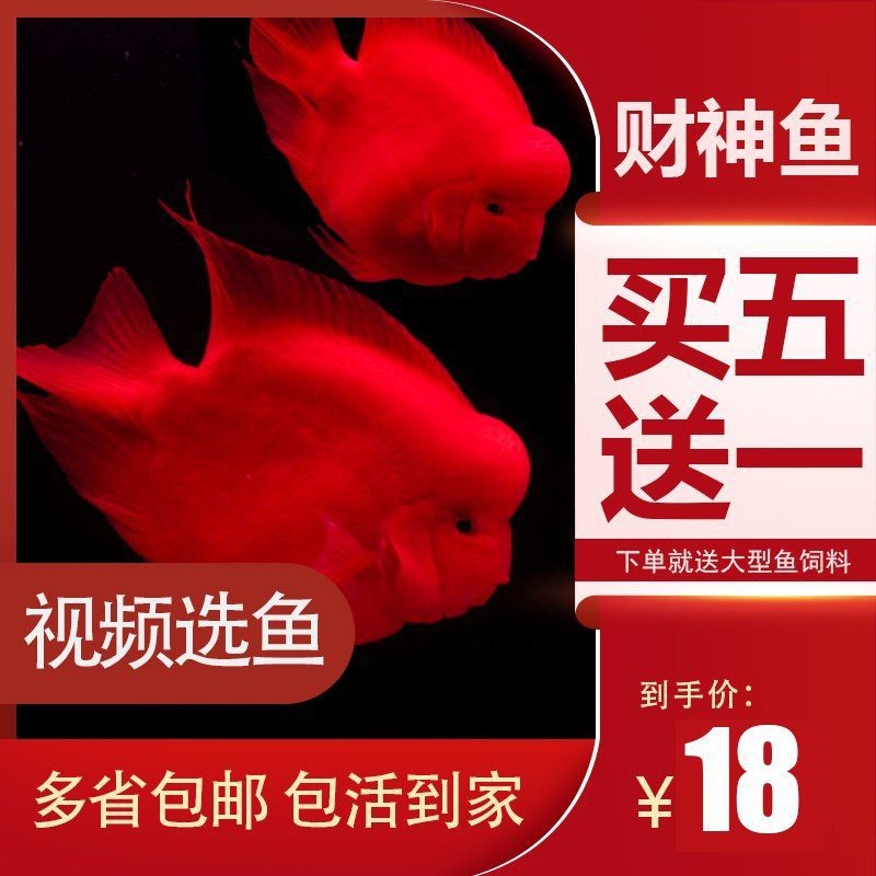紅財神魚全圖【《紅財神魚全圖》】 龍魚論壇 第21張 紅財神魚全圖【《紅財神魚全圖》】 紅財神魚全圖【《紅財神魚全圖》】 龍魚論壇 第21張