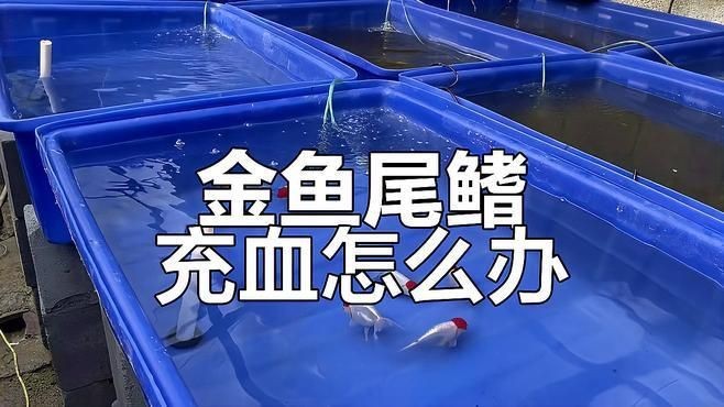 魚尾充血帶血絲用什么藥【泰獅尾巴有血絲怎么辦，泰獅尾巴有血絲怎么治療】