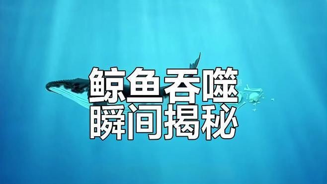 抹香鯨vs藍鯨【抹香鯨vs藍鯨，重量級對決,誰才是鯨之王者】 抹香鯨vs藍鯨【抹香鯨vs藍鯨，重量級對決,誰才是鯨之王者】 龍魚百科 第2張