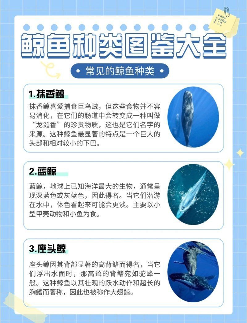 抹香鯨vs藍鯨【抹香鯨vs藍鯨，重量級對決,誰才是鯨之王者】 抹香鯨vs藍鯨【抹香鯨vs藍鯨，重量級對決,誰才是鯨之王者】 龍魚百科 第3張