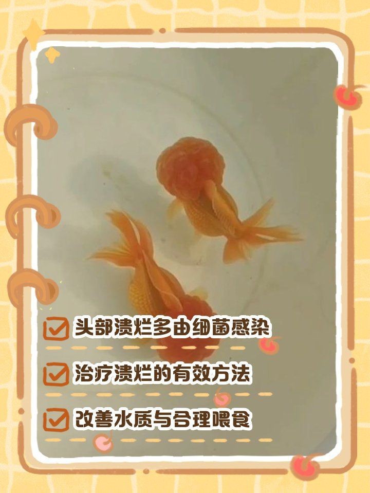 紅帽子金魚頭部咬爛了【《紅帽子金魚頭部受傷之殤》】
