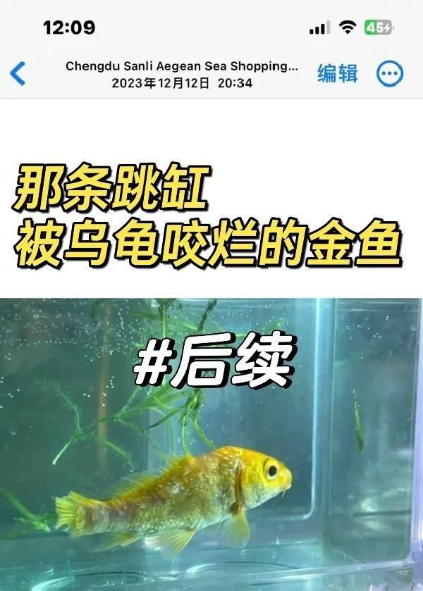 紅帽子金魚頭部咬爛了【《紅帽子金魚頭部受傷之殤》】