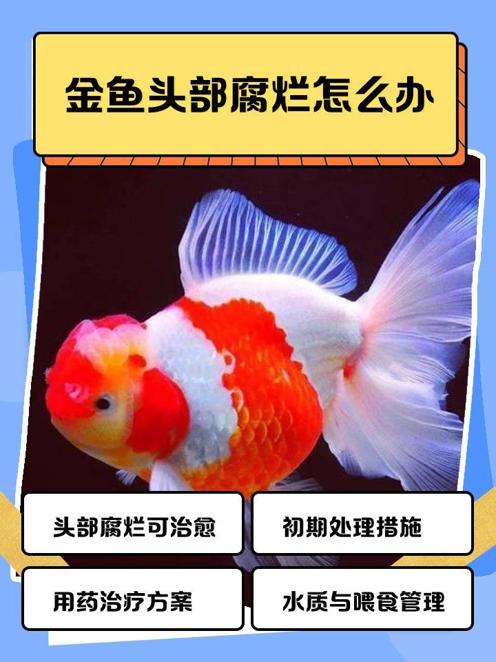 紅帽子金魚頭部咬爛了【《紅帽子金魚頭部受傷之殤》】