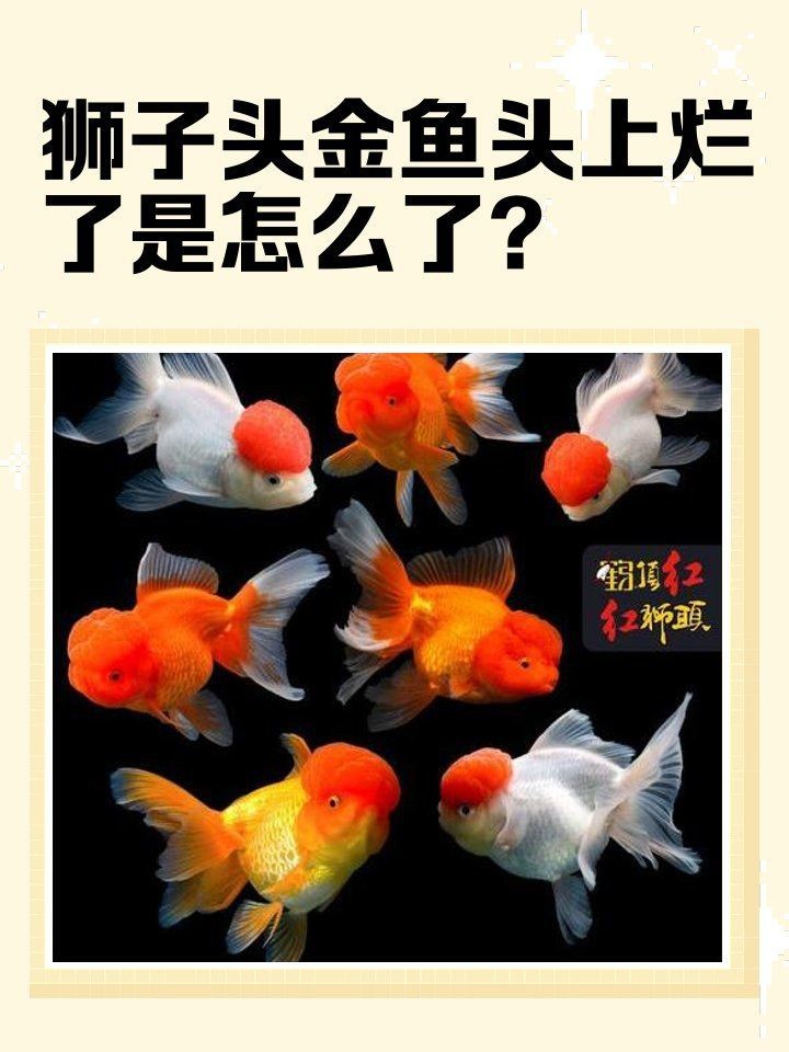 紅帽子金魚頭部咬爛了【《紅帽子金魚頭部受傷之殤》】