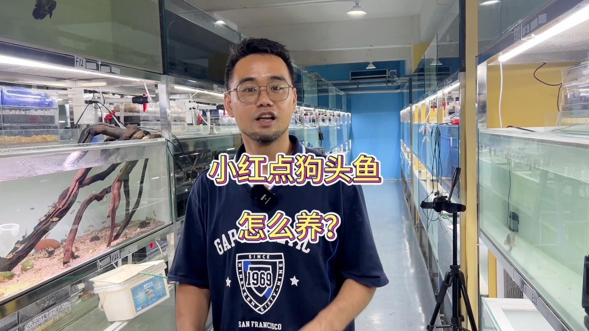 奈及利亞紅圓點狗頭魚可以混養嗎【嗶哩嗶哩能混養的狗頭魚都有哪些】