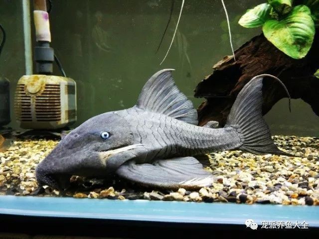 龍魚新環境適應期需要多久，龍魚適應期需要多久，如何判斷龍魚是否適應新環境