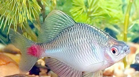 農村小河魚的品種大全【農村小河魚品種豐富多樣，已成為水族箱里的佼佼者】