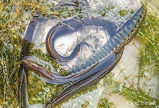 農(nóng)村小河魚的品種大全【農(nóng)村小河魚品種豐富多樣，已成為水族箱里的佼佼者】 農(nóng)村小河魚的品種大全【農(nóng)村小河魚品種豐富多樣，已成為水族箱里的佼佼者】 龍魚論壇 第5張
