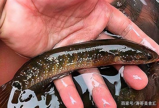 農(nóng)村小河魚的品種大全【農(nóng)村小河魚品種豐富多樣，已成為水族箱里的佼佼者】 農(nóng)村小河魚的品種大全【農(nóng)村小河魚品種豐富多樣，已成為水族箱里的佼佼者】 龍魚論壇 第4張