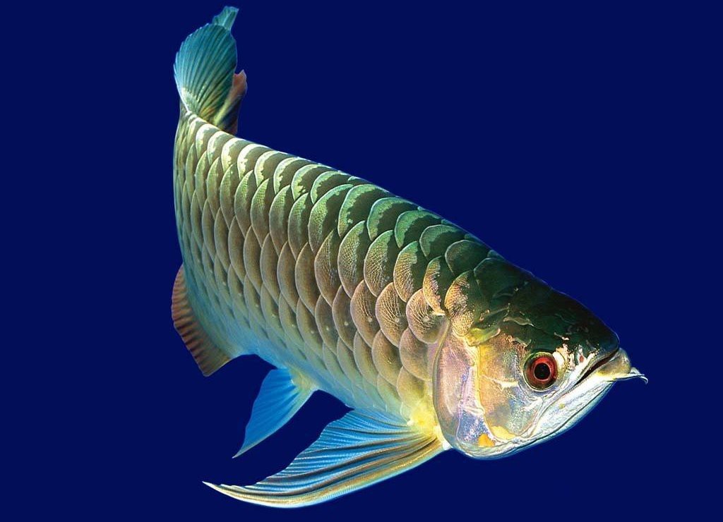 一般人會(huì)比喻做龍魚(yú)的嗎【《龍魚(yú)：水中 一般人會(huì)比喻做龍魚(yú)的嗎【《龍魚(yú)：水中\(zhòng)