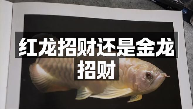 紅龍頭像適合哪些行業(yè)？【紅龍頭像代表什么象征意義影覓真我紅色的龍象征意義】