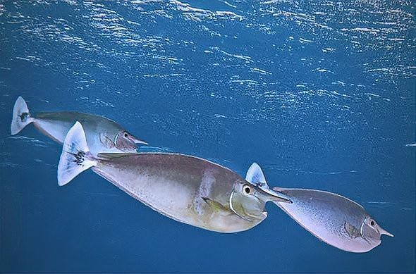 短吻鼻魚【《上短體鼻魚：深水礁有趣的，水成生物則形成】