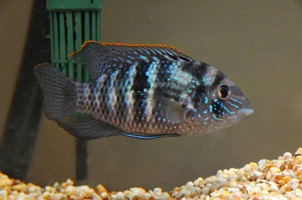 藍玉鳳凰魚是原生魚嗎【藍玉鳳凰魚是原生魚】 藍玉鳳凰魚是原生魚嗎【藍玉鳳凰魚是原生魚】 龍魚百科 第1張