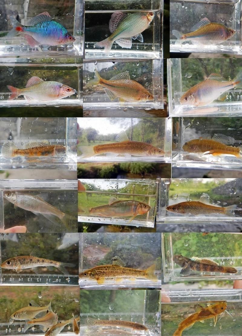 藍玉鳳凰魚是原生魚嗎【藍玉鳳凰魚是原生魚】 藍玉鳳凰魚是原生魚嗎【藍玉鳳凰魚是原生魚】 龍魚百科 第3張