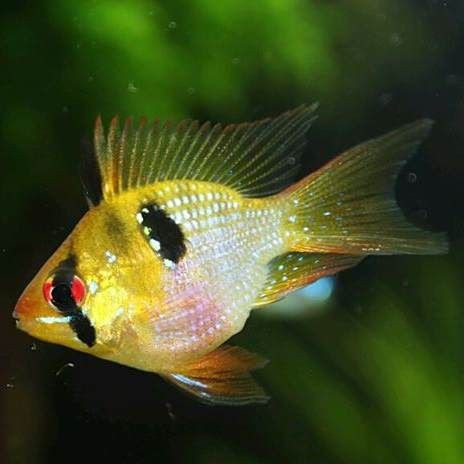藍玉鳳凰魚是原生魚嗎【藍玉鳳凰魚是原生魚】 藍玉鳳凰魚是原生魚嗎【藍玉鳳凰魚是原生魚】 龍魚百科 第6張