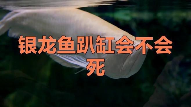 銀龍魚趴缸后多久會恢復？【銀龍魚受驚怎么辦？】 銀龍魚趴缸后多久會恢復？【銀龍魚受驚怎么辦？】 龍魚百科 第2張