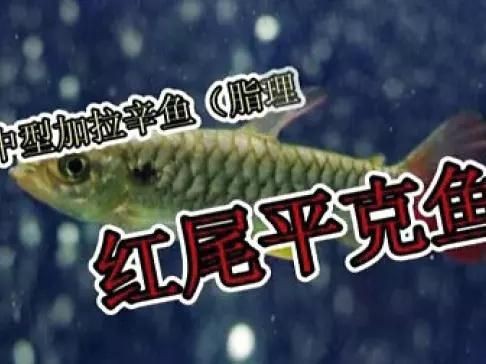 紅尾平克觀賞魚視頻【《紅尾平克魚的完整發育過程6；紅尾平克觀賞魚視頻】