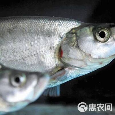 翹嘴多少錢一斤【2018年8月翹嘴魚價格走勢分析】 翹嘴多少錢一斤【2018年8月翹嘴魚價格走勢分析】 龍魚論壇 第5張