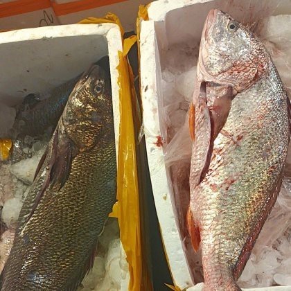 翹嘴多少錢一斤【2018年8月翹嘴魚價格走勢分析】 翹嘴多少錢一斤【2018年8月翹嘴魚價格走勢分析】 龍魚論壇 第10張