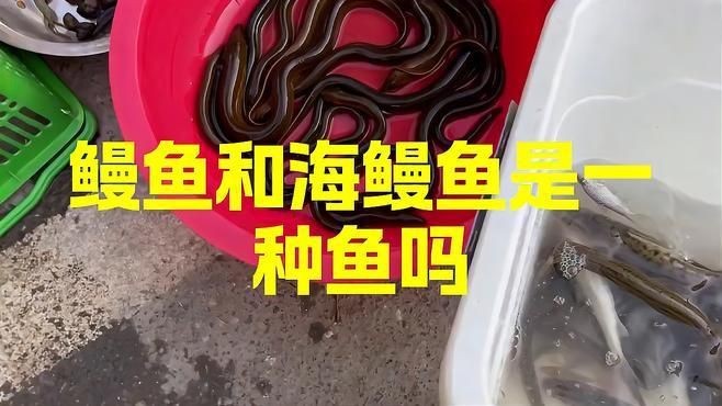 鰻鱗魚和鰻魚是一種魚嗎【鰻魚和鰻魚是一種魚嗎】