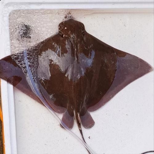 魔鬼魚正面圖片【中山大學海洋科學魔鬼魚正面圖片】