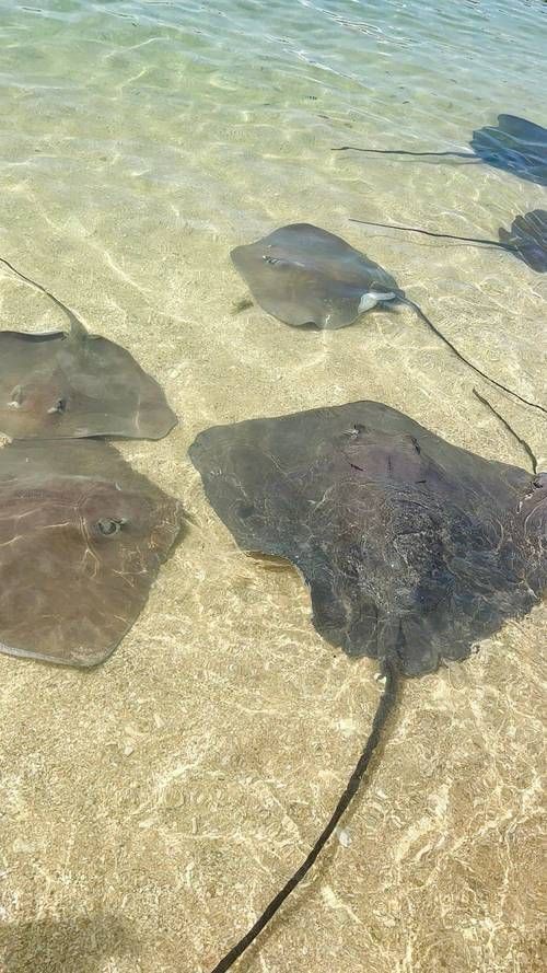 魔鬼魚(yú)正面圖片【中山大學(xué)海洋科學(xué)魔鬼魚(yú)正面圖片】