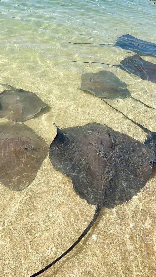 魔鬼魚(yú)正面圖片【中山大學(xué)海洋科學(xué)魔鬼魚(yú)正面圖片】