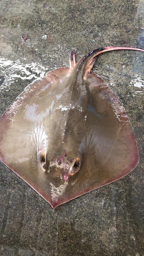 魔鬼魚(yú)正面圖片【中山大學(xué)海洋科學(xué)魔鬼魚(yú)正面圖片】