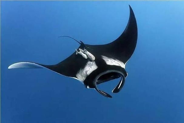 魔鬼魚(yú)正面圖片【中山大學(xué)海洋科學(xué)魔鬼魚(yú)正面圖片】