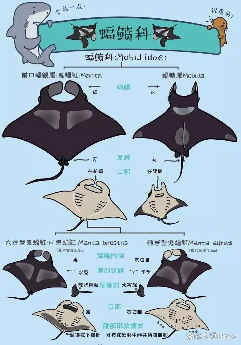 魔鬼魚(yú)正面圖片【中山大學(xué)海洋科學(xué)魔鬼魚(yú)正面圖片】