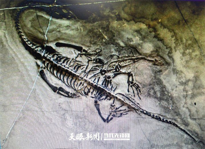 龍是魚類嗎【科普一分鐘丨海龍不是魚】