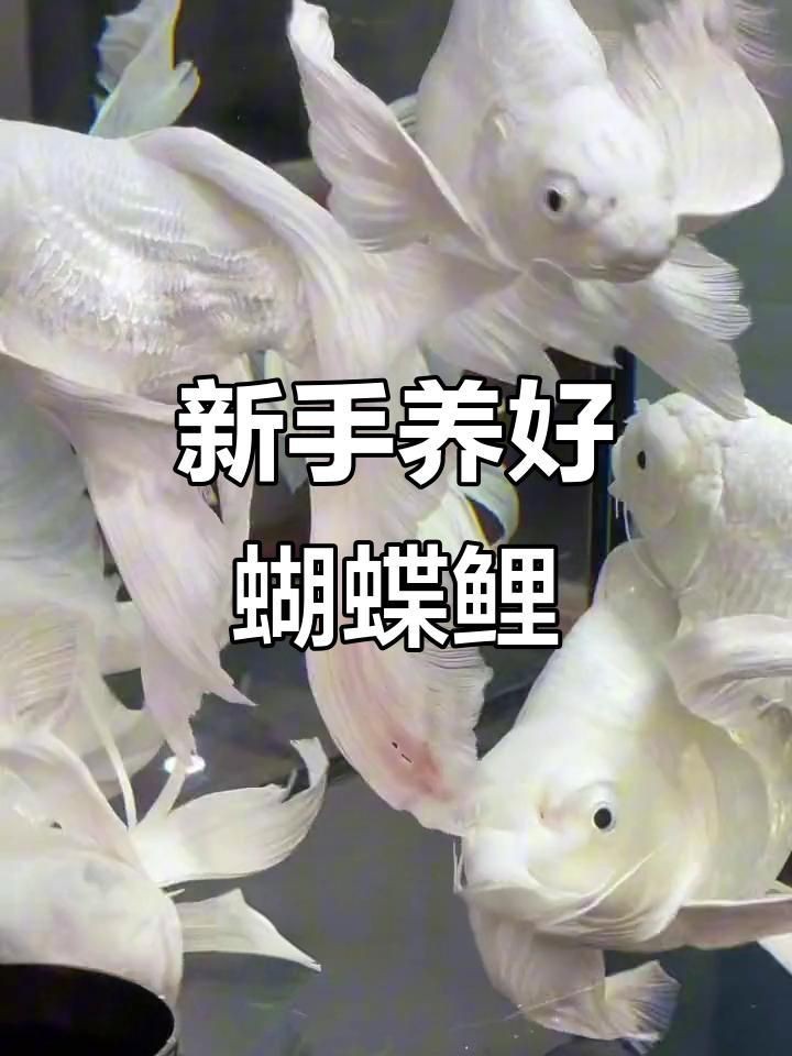 蝴蝶鯉視頻【《蝴蝶鯉視頻：展現獨特水族魅力》】 蝴蝶鯉視頻【《蝴蝶鯉視頻：展現獨特水族魅力》】 龍魚論壇 第4張