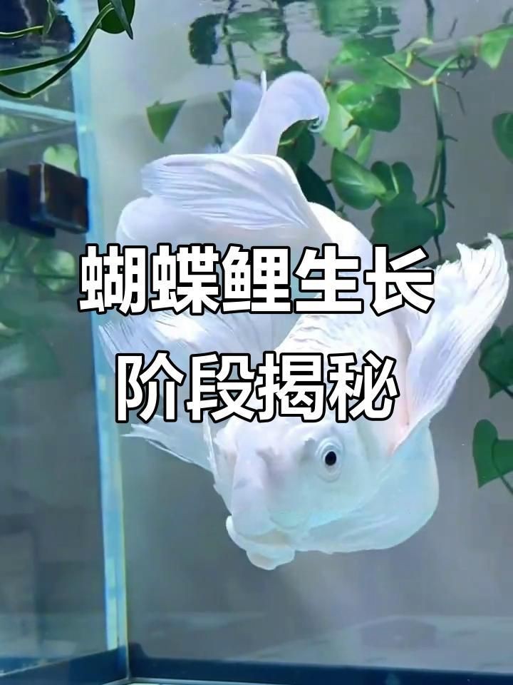 蝴蝶鯉視頻【《蝴蝶鯉視頻：展現獨特水族魅力》】 蝴蝶鯉視頻【《蝴蝶鯉視頻：展現獨特水族魅力》】 龍魚論壇 第3張