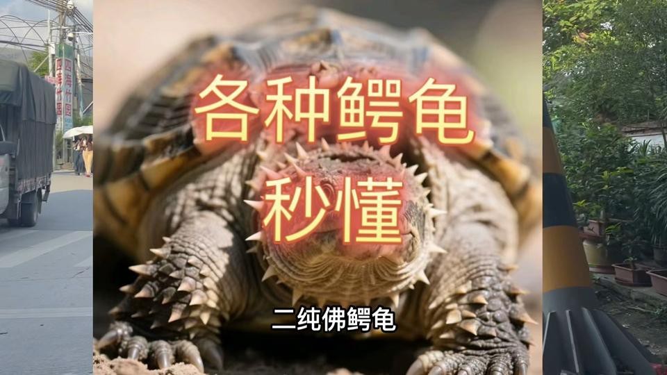 鱷龜最建議買的三個品種【鱷龜幾大常見品種分析】