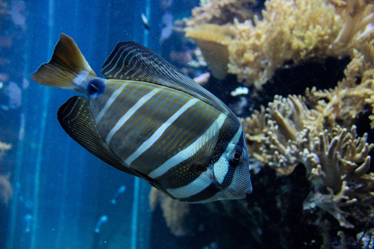 龍魚(yú)之家【缸對(duì)于打造良好的龍魚(yú)之家至關(guān)重要】
