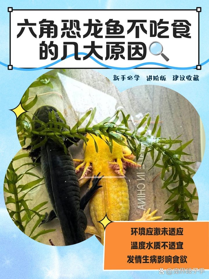 蠑螈餓了的表現【 蠑螈餓了的表現【\