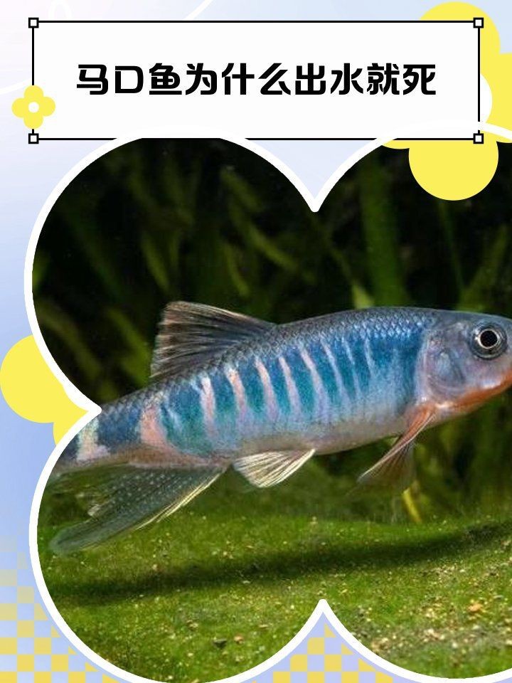 馬口魚為什么出水就死【為什么馬口魚出水就死】 馬口魚為什么出水就死【為什么馬口魚出水就死】 龍魚百科 第1張