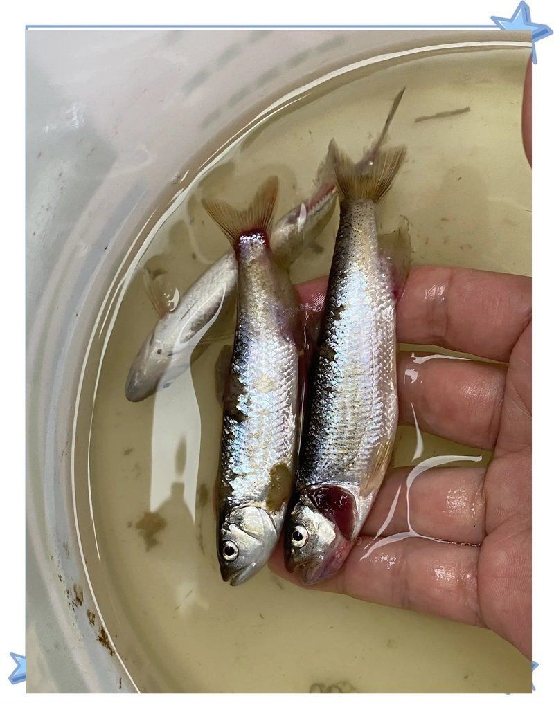馬口魚為什么出水就死【為什么馬口魚出水就死】 馬口魚為什么出水就死【為什么馬口魚出水就死】 龍魚百科 第3張
